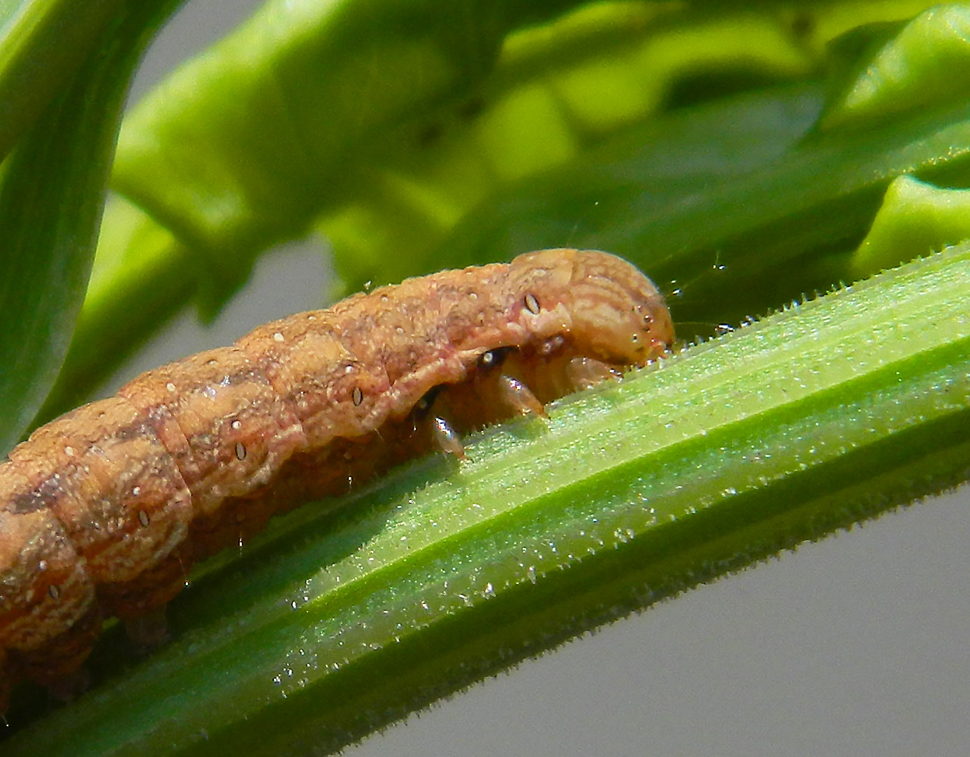 Questa non me l''aspettavo: Dypterygia scabriuscula - Noctuidae